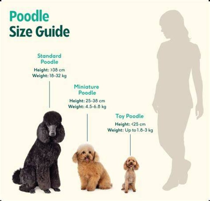 All You Need to Know About Pokey Poodles: A Complete Guide