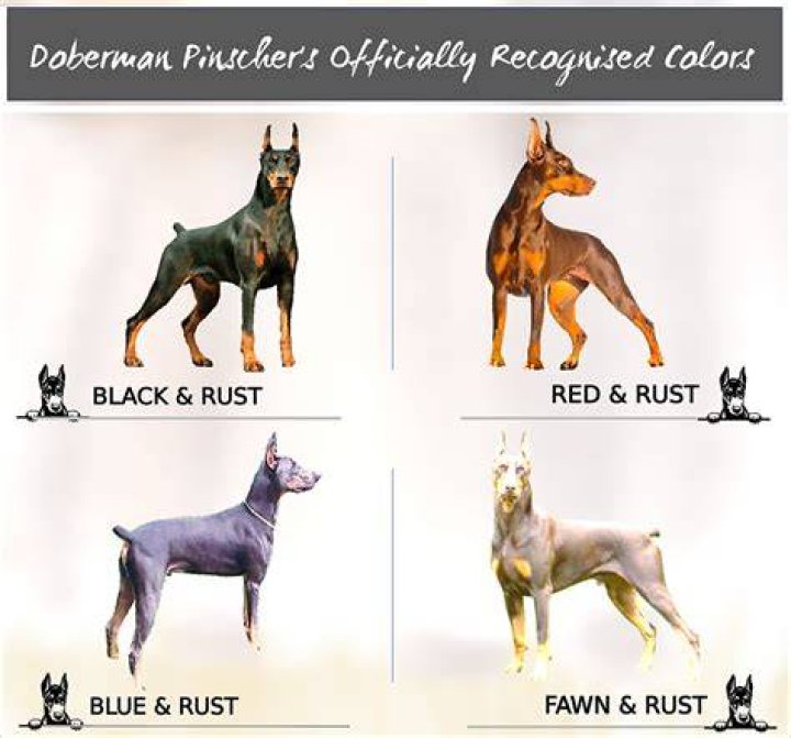All You Need to Know About Red Doberman: A Comprehensive Guide