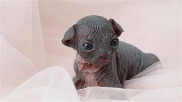 Bambino Cat: The Unique and Adorable Hairless Breed
