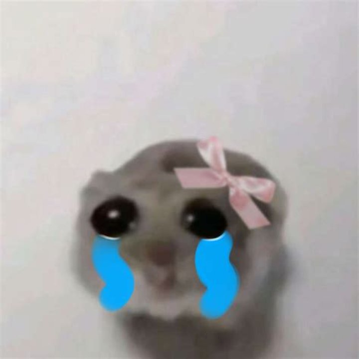 Cry Your Heart Out: The Crying Hamster Meme Phenomenon