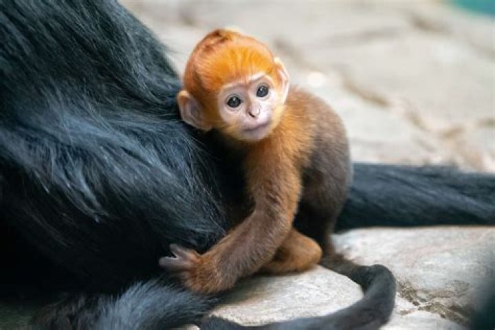 Cute Monkey: The Adorable Ambassadors of the Animal Kingdom