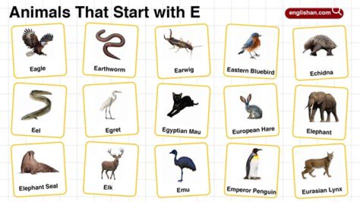 Discover the Enigmatic Animals Starting with E!