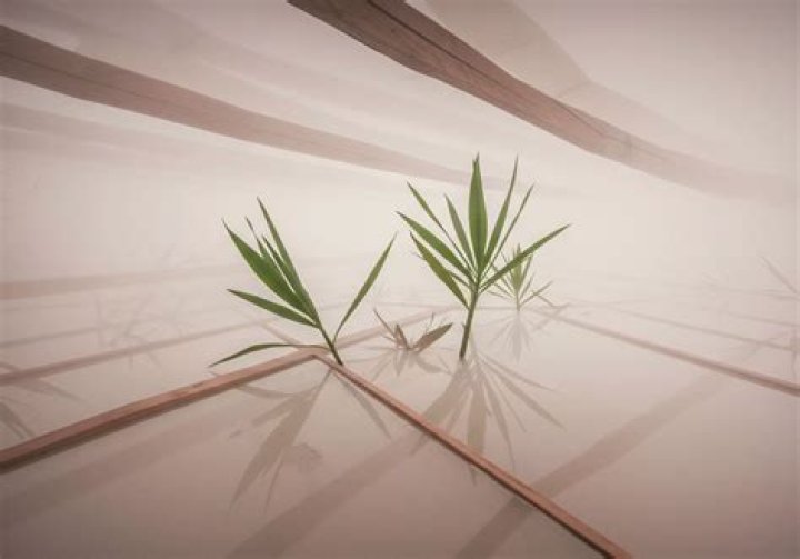 E Rulz: Understanding the Impact of E Rulz in Modern Gaming