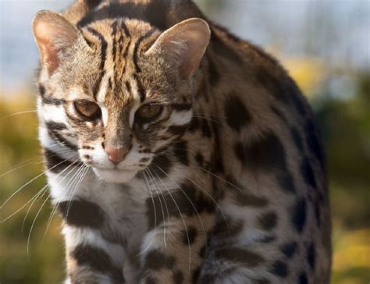 Exploring the Fascinating World of Asian Leopard Cats