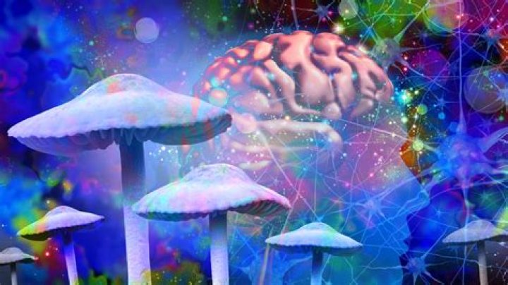 Exploring the Mysteries of Hallucinogenic Honey: Nature’s Psychedelic Elixir