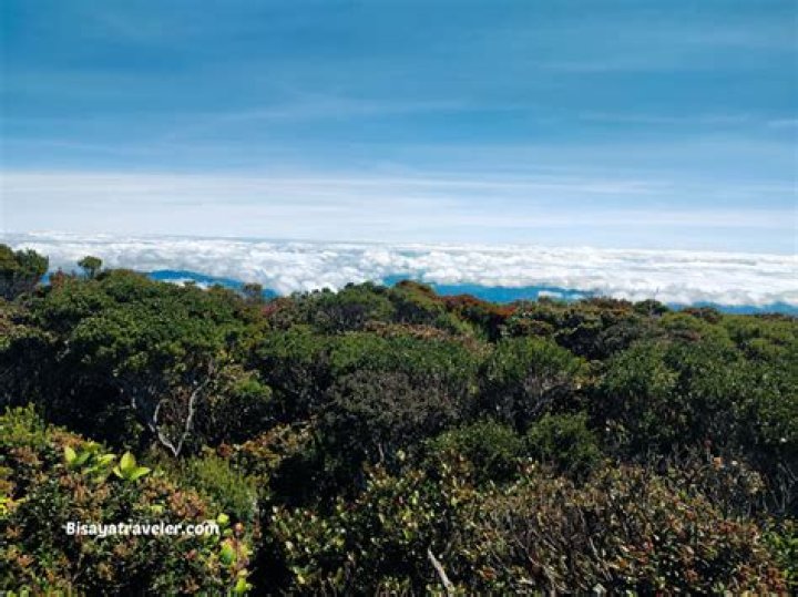 Exploring the Unique Experience of Sky Cafe: A Culinary Adventure Above the Clouds