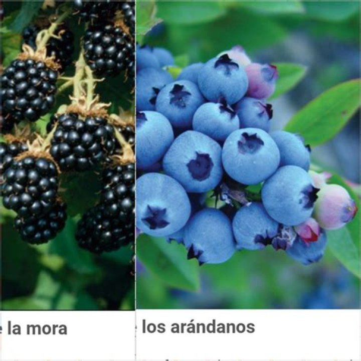 Exploring the World of Blueberries in Spanish: A Comprehensive Guide