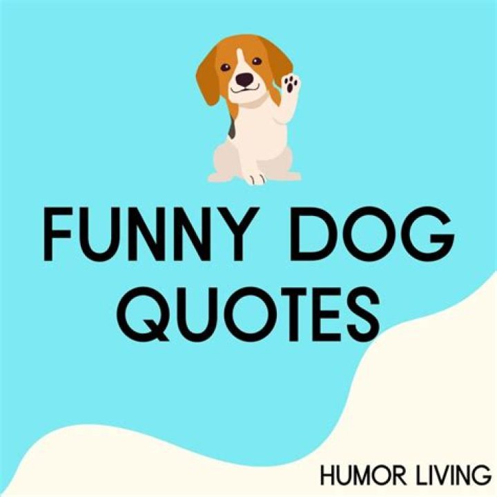 Funny Dog Videos: The Ultimate Source of Laughter and Joy
