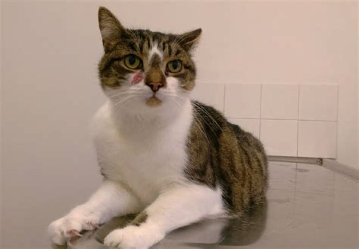 Kitten Academy: The Ultimate Guide to Feline Education and Adoption