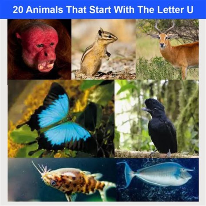 Mammals Beginning with E: An In-Depth Exploration