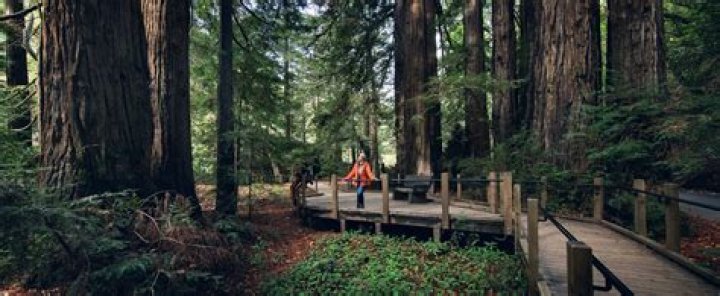 Massey Big Sur State Park: A Hidden Gem in California's Coastal Wilderness