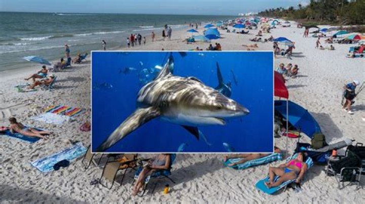 Panama City Beach Shark Attack 2024: What You Need to Know