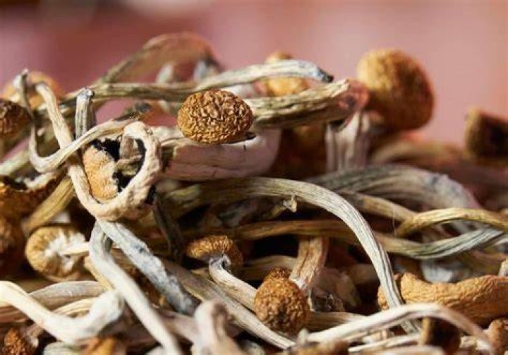 Shrooms Q Real Name: Unveiling the Identity Behind the Online Persona