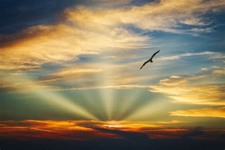 Soaring High: The Beauty of Flying Together