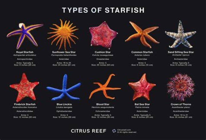 The Enigmatic World of Patrick Starfish: A Comprehensive Exploration