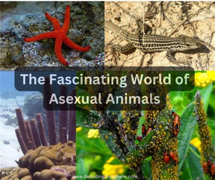 The Fascinating World of Frog Butts: Nature's Unique Adaptations