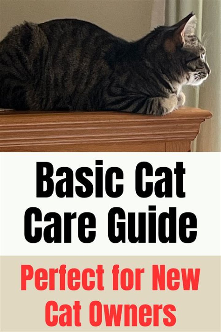 The Ultimate Guide to Cat Care: Tips and Tricks for a Happy Feline