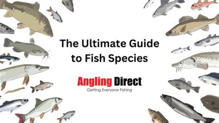 Ultimate Guide to Fish Thicc: Everything You Need to Know