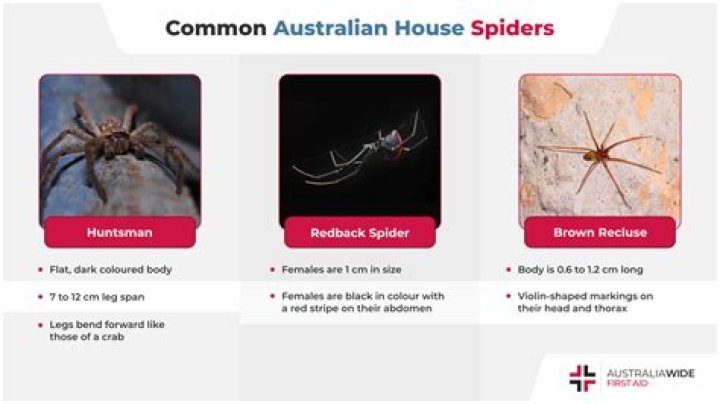 Understanding the Enigmatic Spiders of Australia: A Comprehensive Guide