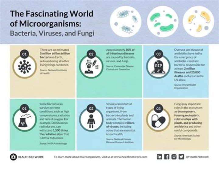 Understanding the Fascinating World of Cast in Ant Farm