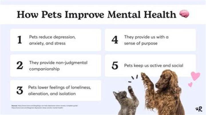 Understanding the Impact of Cat E on Your Pet's Health