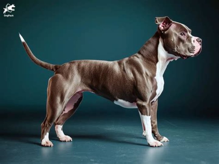 Understanding the Life of a Pitbull Wife: Love, Loyalty, and Lifestyle