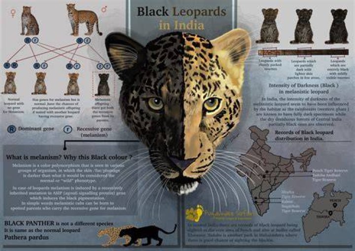 Understanding the Melanistic Fox: A Complete Guide