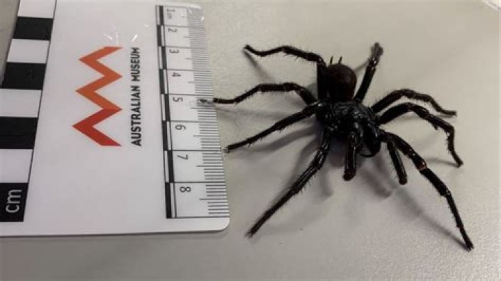 Unveiling the Mysteries of the Big Spider in Australia