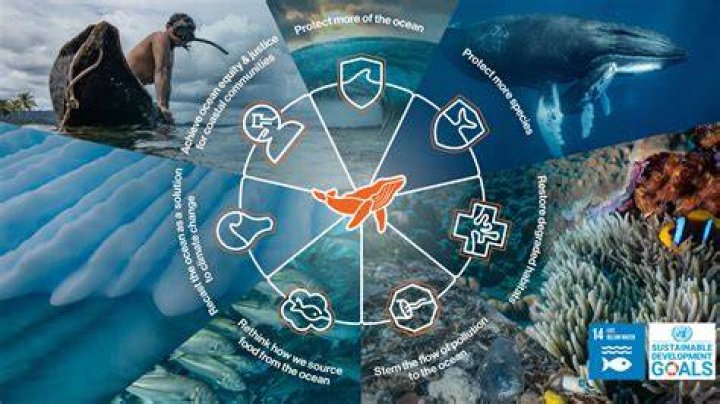 Walid Sharks: The Untold Story of a Rising Star in Marine Conservation